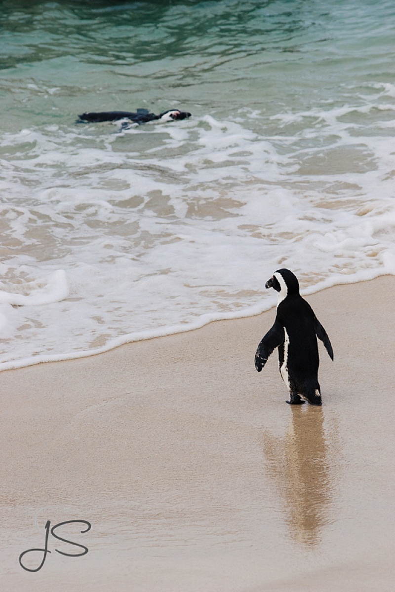 photos of the African penguins at Boulder Beach in South Africa
