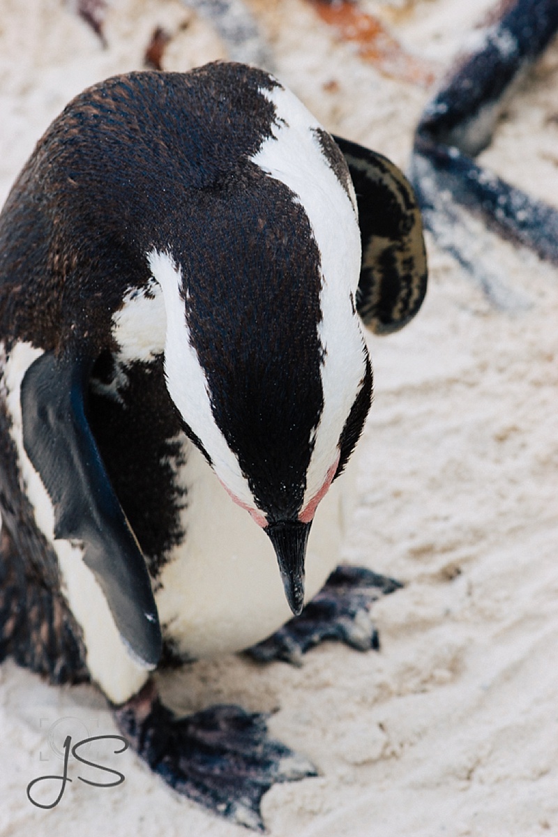photos of the African penguins at Boulder Beach in South Africa